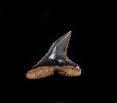 Great Blue shark (Prionace)