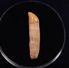 Extra Large Chilean Dolphin tooth | Buried Treasure Fossils