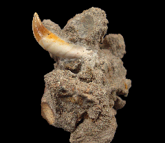 Chilean Dolphin tooth for sale | Buried Treasure Fossils