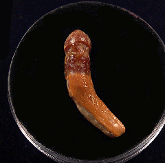 Rare Chilean Dolphin tooth for sale | Buried Treasure Fossils
