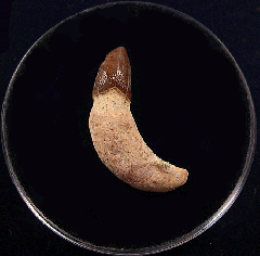 Real Chilean Dolphin tooth for sale | Buried Treasure Fossils