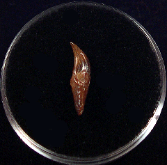 Chilean Brachydelphis tooth for sale | Buried Treasure Fossils