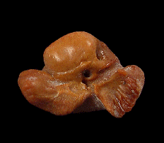 Chilean dolphin ear bone for sale | Buried Treasure Fossils