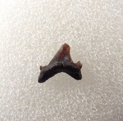 Real Carcharias dominguei for sale | Buried Treasure Fossils