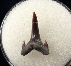 Rare Carcharias dominguei tooth for sale | Buried Treasure Fossils