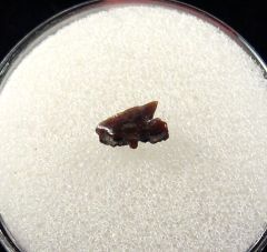 Carcharias dominguei for sale | Buried Treasure Fossils