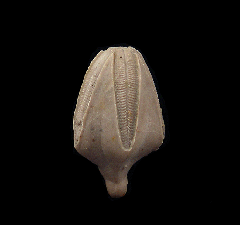 Pentremites Blastoid for sale | Buried Treasure Fossils