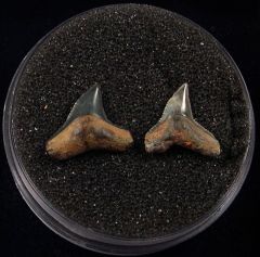 Carcharhinus brachyurus  (Copper shark)