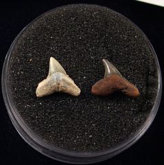 Rare Sumatran Carcharhinus shark teeth for sale | Buried Treasure Fossils. Tooth on the right.