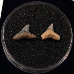 Rare Miocene Carcharhinus shark tooth for sale | Buried Treasure Fossils. Tooth on the right.