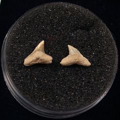 Rare Miocene Carcharhinus brachyurus shark teeth for sale | Buried Treasure Fossils. Tooth on the right.
