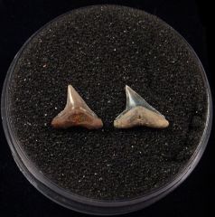 Rare Miocene Copper shark tooth for sale | Buried Treasure Fossils. Tooth on right.