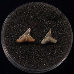 Rare Sumatran Sandbar shark tooth for sale | Buried Treasure Fossils. Tooth on the right.