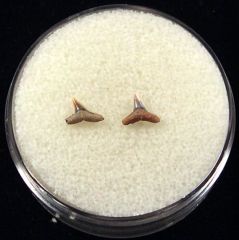 Rare Miocene Carcharhinus macloti shark tooth for sale | Buried Treasure Fossils. Tooth on right.