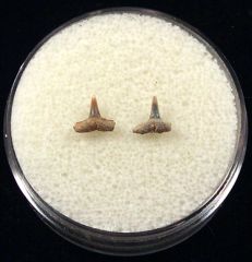 Sumatran Hardnose shark tooth for sale | Buried Treasure Fossils. Tooth on left.