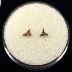 Real Sumatran Hardnose shark tooth for sale | Buried Treasure Fossils. Tooth on left.