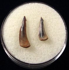 Trichiurides sagittidens (Bony fish)