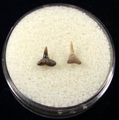 Real Glyphis shark tooth for sale | Buried Treasure Fossils. Tooth on the right.