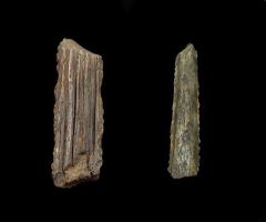Real Sumatran fossil crab for sale | Buried Treasure Fossils