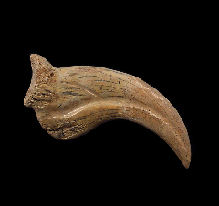 Large Anzu wyliei hand claw for sale | Buried Treasure Fossils
