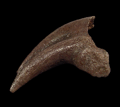 Hell Creek Oviraptor claw for sale