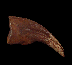 Juvenile Anzu toe claw for sale