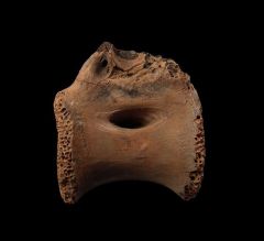 Anzu caudal vertebra | Buried Treasure Fossils