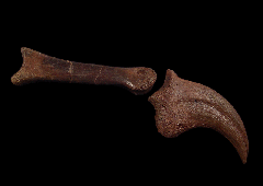 Anzu wyliei finger | Buried Treasure Fossils