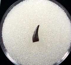 Nice Paronychodon tooth for sale | Buried Treasure Fossils