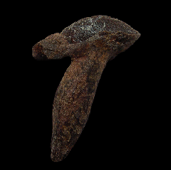 Large Triceratops crown for sale | Buried Treasure Fossils