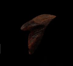 Top quality rooted Triceratops tooth for sale | Buried Treasure Fossils