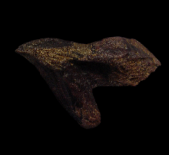 Big rooted Triceratops tooth for sale | Buried Treasure Fossils