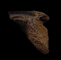 Large Triceratops crown for sale | Buried Treasure Fossils