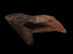 Big Triceratops tooth | Buried Treasure Fossils