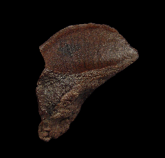 Colorful rooted Triceratops tooth for sale | Buried Treasure Fossils