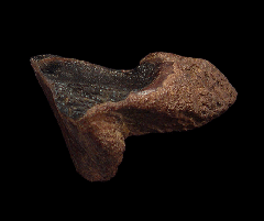 Large Triceratops crown for sale | Buried Treasure Fossils
