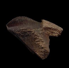 Big Triceratops horridus tooth for sale | Buried Treasure Fossils