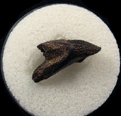 Juvenile Triceratops dinosaur tooth for sale | Buried Treasure Fossils