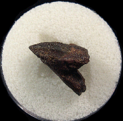 Juvenile Triceratops dinosaur tooth for sale | Buried Treasure Fossils