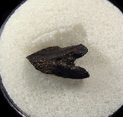 Triceratops spitter tooth | Buried Treasure Fossils