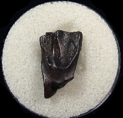 Real Triceratops spitter tooth for sale | Buried Treasure Fossils