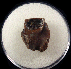Triceratops shed tooth