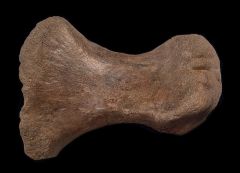 Triceratops toe bone for sale | Buried Treasure Fossils