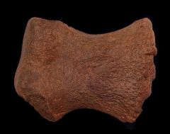 Triceratops bone for sale | Buried Treasure Fossils