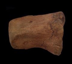 Triceratops bone for sale | Buried Treasure Fossils