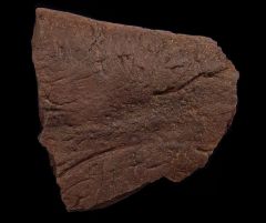 Triceratops frill section | Buried Treasure Fossils