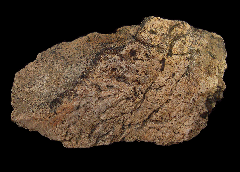 Quality Triceratops frill section for sale | Buried Treasure Fossils