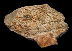 Hell Creek Triceratops frill section for sale | Buried Treasure Fossils