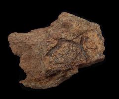 Hell Creek Triceratops frill section for sale | Buried Treasure Fossils