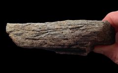 Triceratops brow horn section | Buried Treasure Fossils
